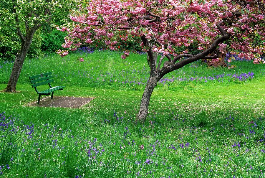 Park Bench Under Flowering Tree Photograph by Design Pics/natural Selection Jeff Friesen