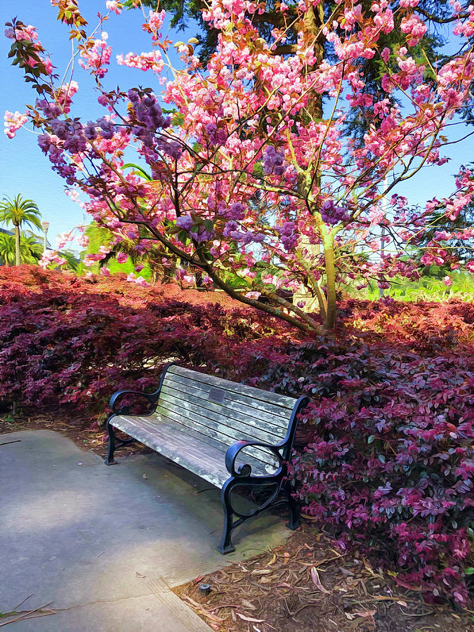 Park Bench With Spring Blossoms Photograph