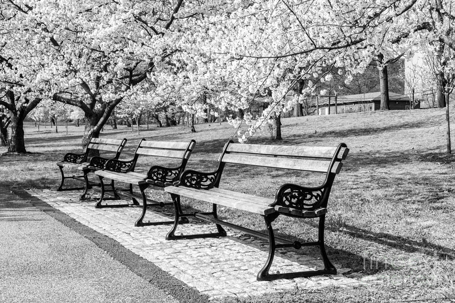 Park Benches Photograph by Anthony Sacco