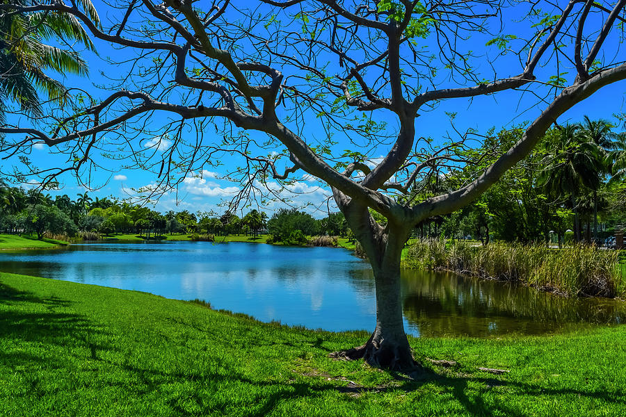 Park Series 0040 by Carlos Diaz Park Series 0040 by Carlos Diaz