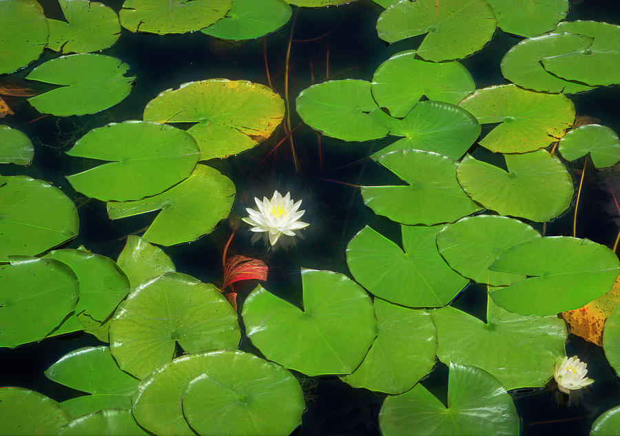 Park Series 0332 Water Lily by Carlos Diaz Park Series 0332 Water Lily by Carlos Diaz