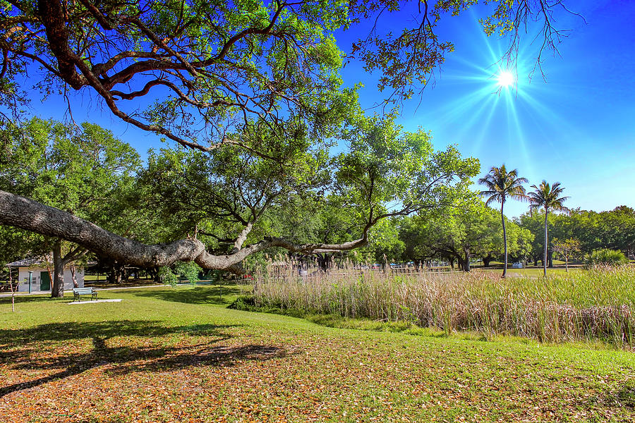 Park Series 2264 by Carlos Diaz Park Series 2264 by Carlos Diaz