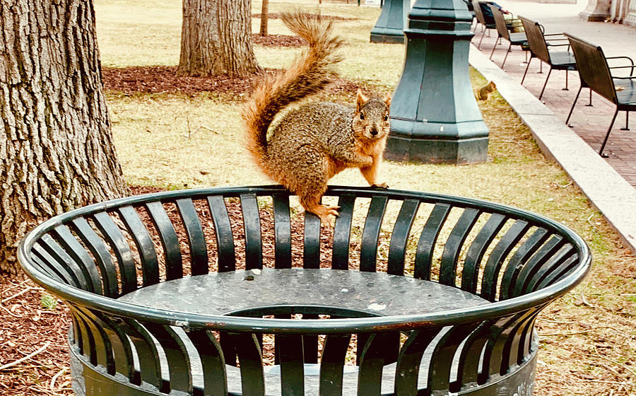 Park Squirrels Photograph by Marilyn Hunt