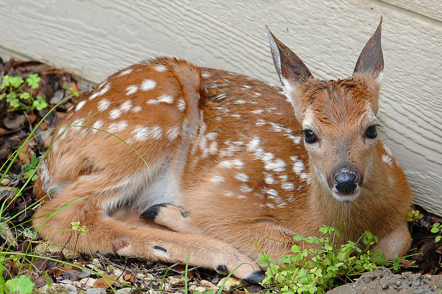 Fawn Photograph - Parked Fawn by Edward Swearingen Fawn Photograph - Parked Fawn by Edward Swearingen