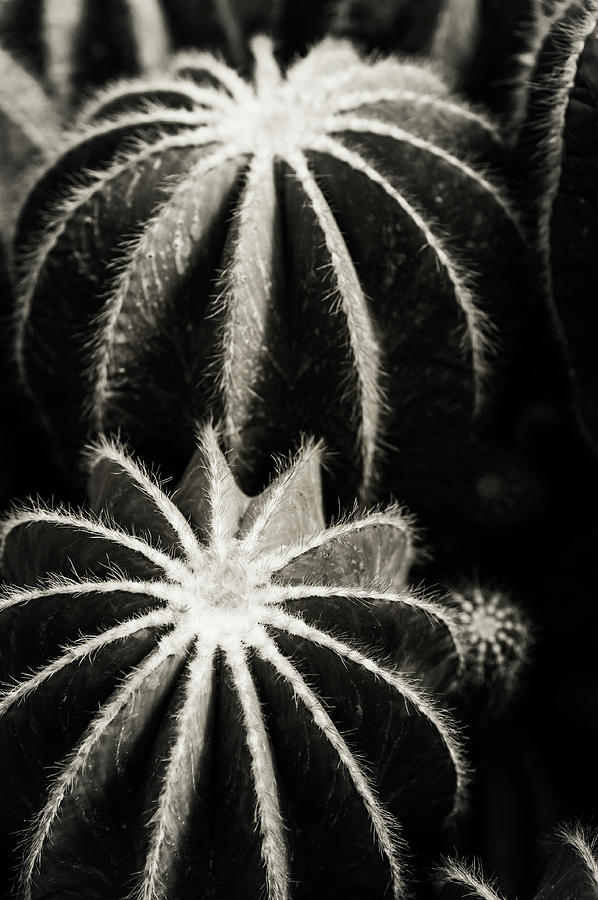 Parodia Magnifica Cactus 1 B W Photograph by Jenny Rainbow