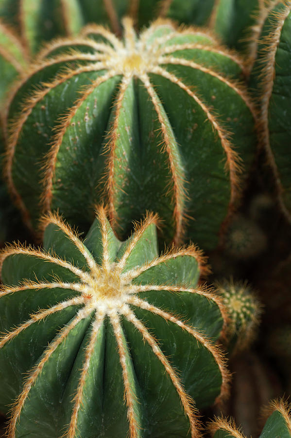 Flower Photograph - Parodia Magnifica Cactus 1 by Jenny Rainbow