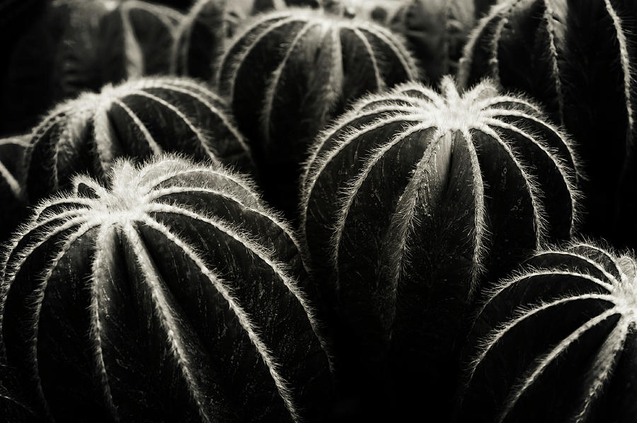 Parodia Magnifica Cactus B W Photograph by Jenny Rainbow