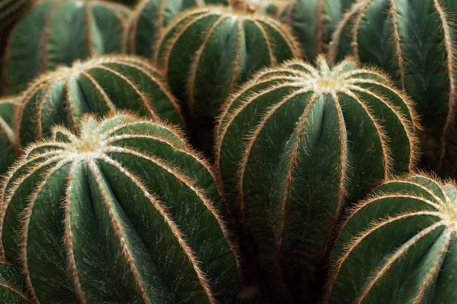 Parodia Magnifica Cactus Photograph by Jenny Rainbow