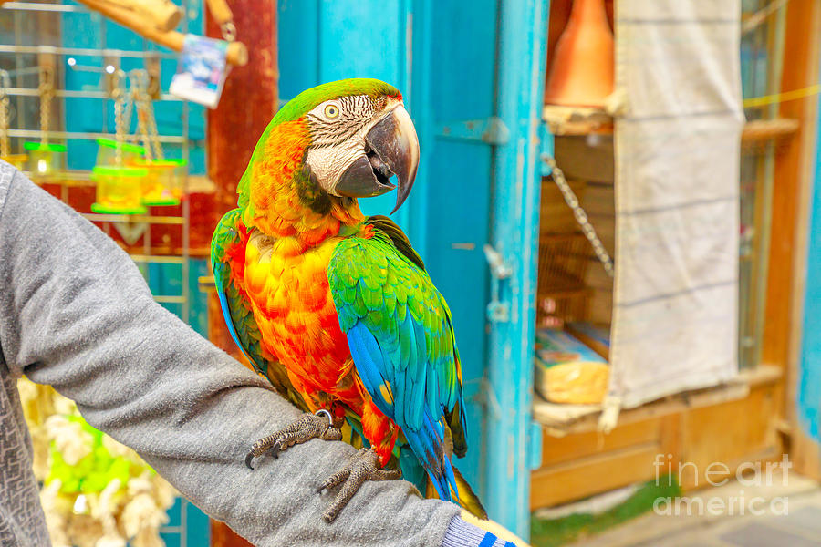 Parrot at Bird Souq Photograph by Benny Marty