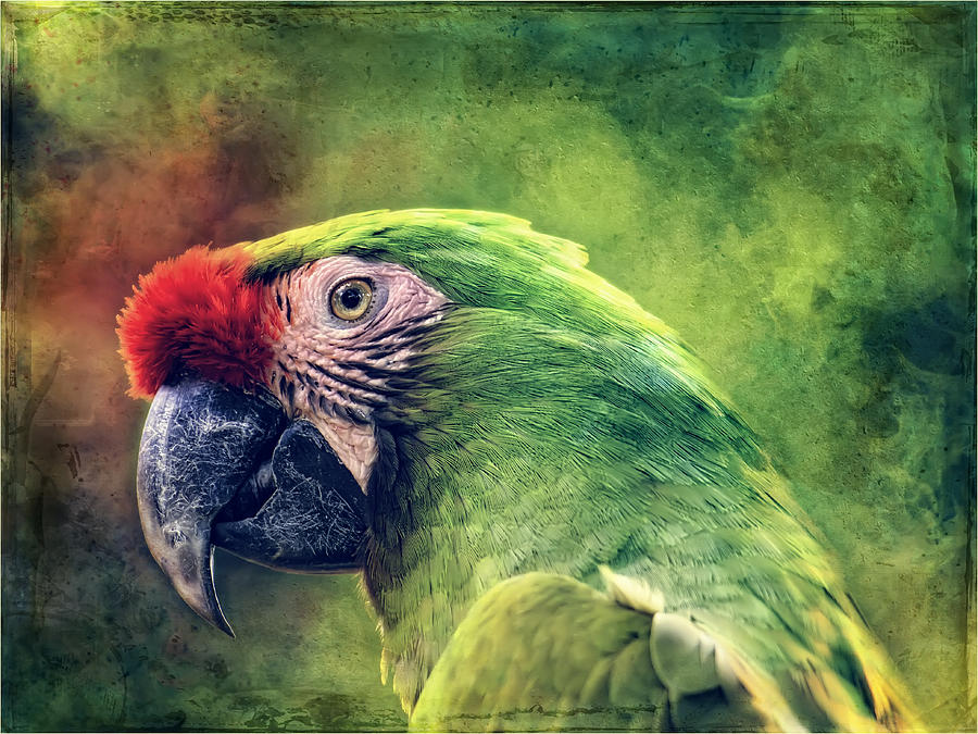 Parrot Photograph - Parrot by Corine Ross