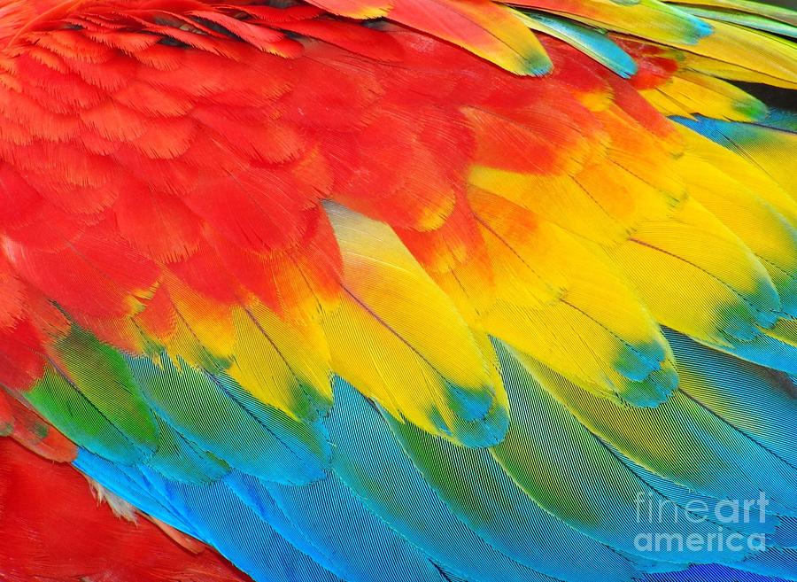 Feather Photograph - Parrot Feathers Red And Blue Exotic by Edelwipix