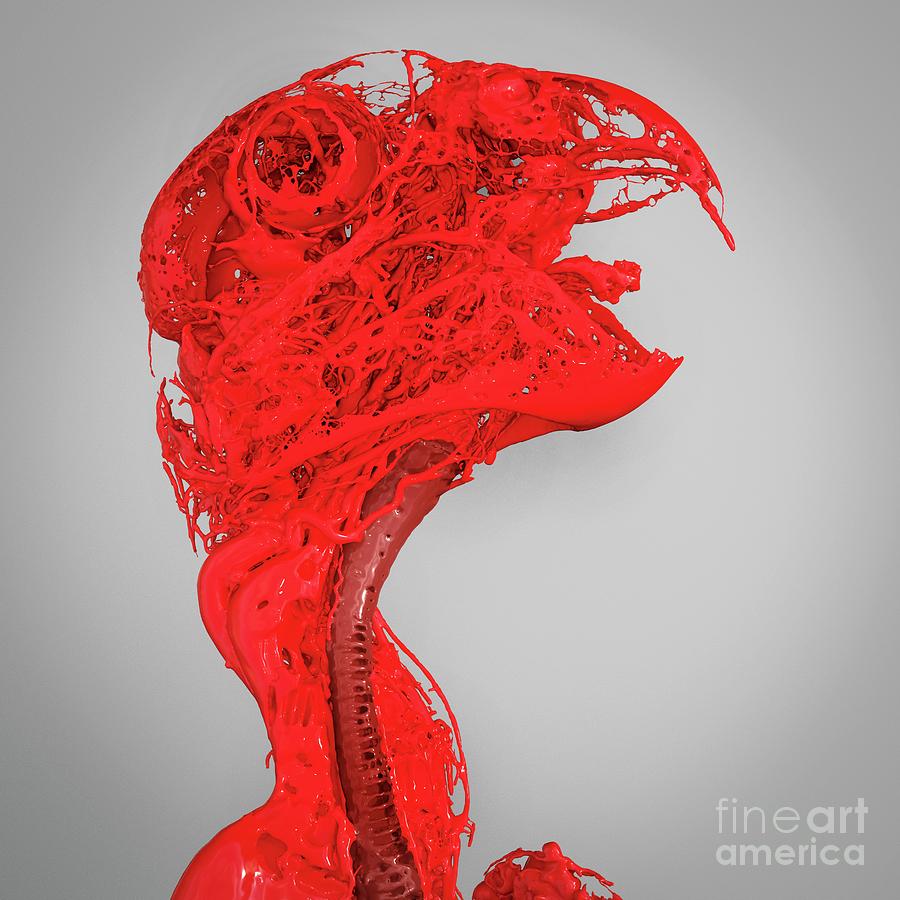 Parrot Head And Neck Blood Vessels Photograph by Scott Birch/pixelbeaker/science Photo Library