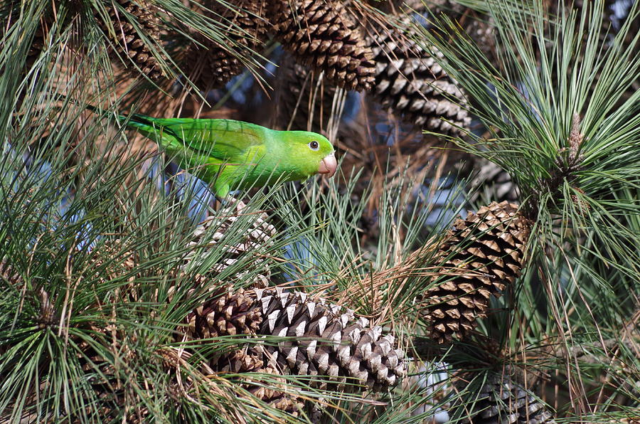 Parrot In A Pine Tree Photograph