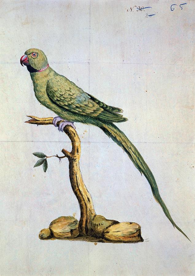 Parrot -mexican Bird- - 18th Century - Malaspina Expedition. Painting by Tomas de Suria -1761-1844-