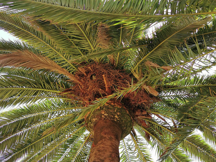 Parrot Nest On Palm Tree Photograph by Art Spectrum