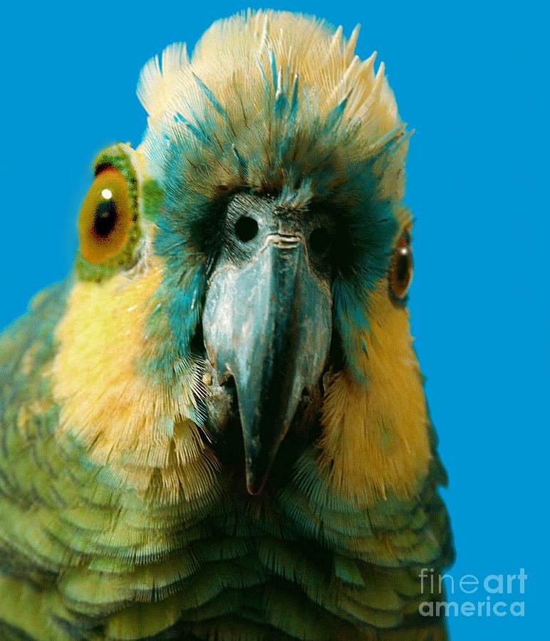 Parrot Photograph by Oscar Burriel/science Photo Library