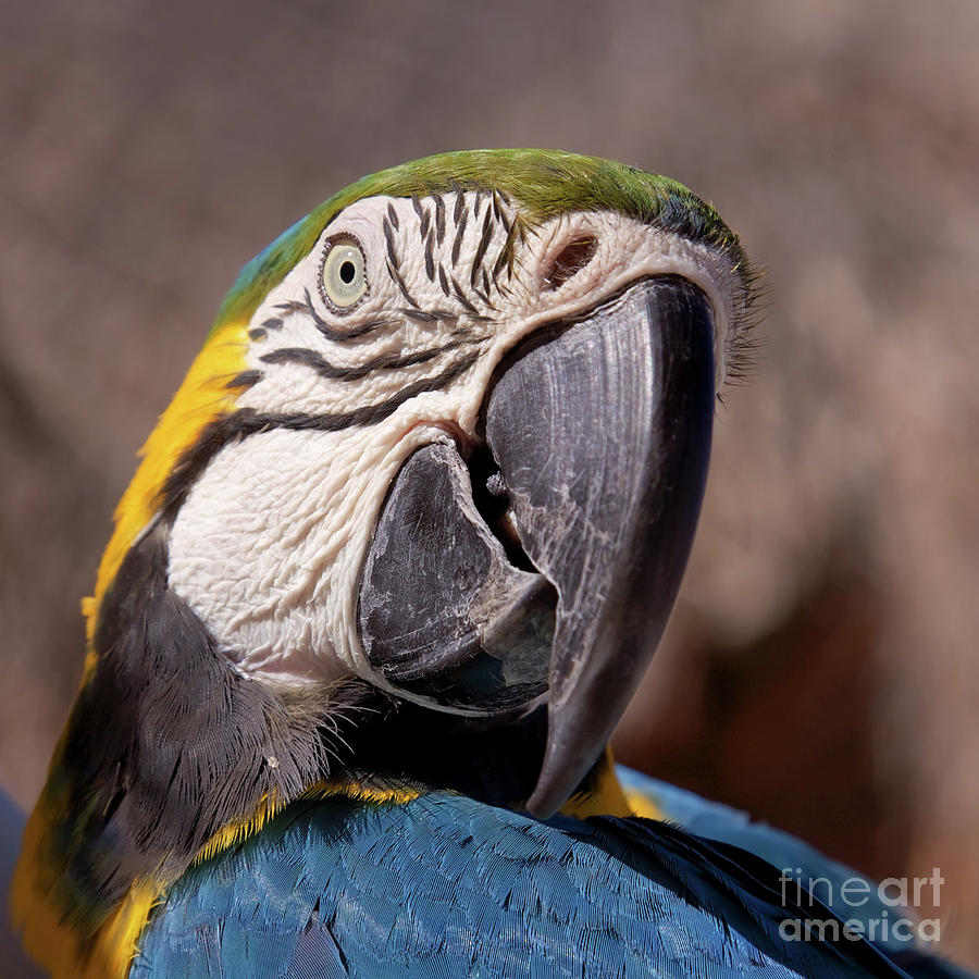 Parrot portrait Photograph by Tatiana Travelways