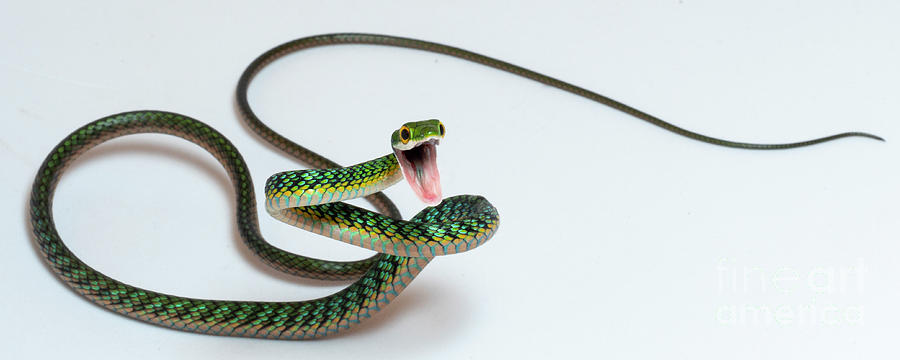 Parrot Snake Threat Display Photograph by Dr Morley Read/science Photo Library