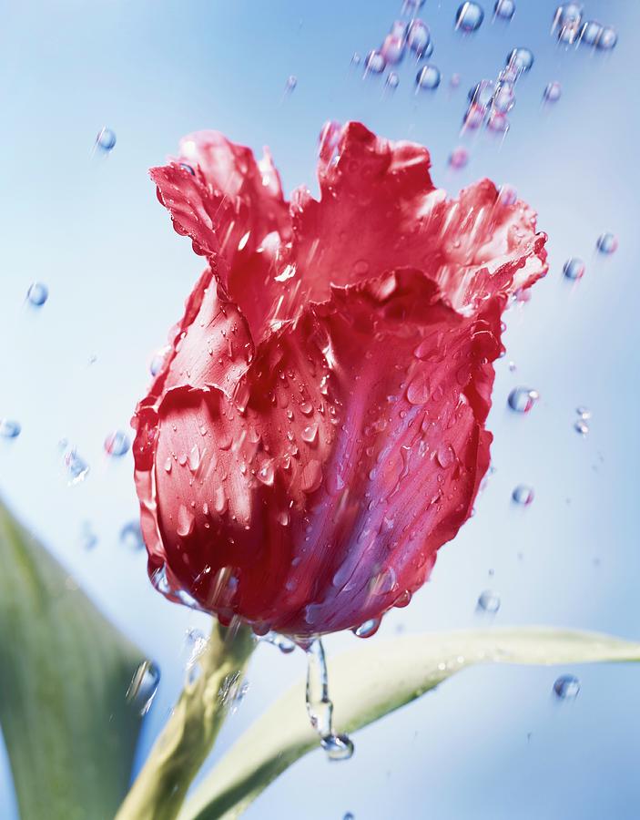 Parrot Tulip And Water Drops Photograph by Oliver Lippert