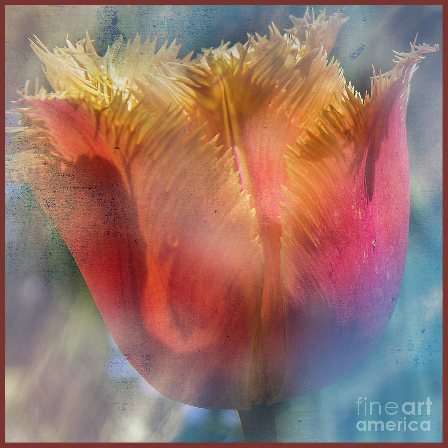 Parrot Tulip Photograph by Barry Weiss