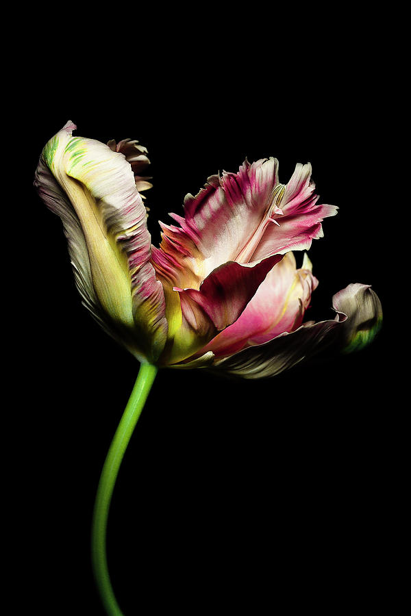Parrot Tulip Flower Against Black Background Photograph by Roberto Rabe