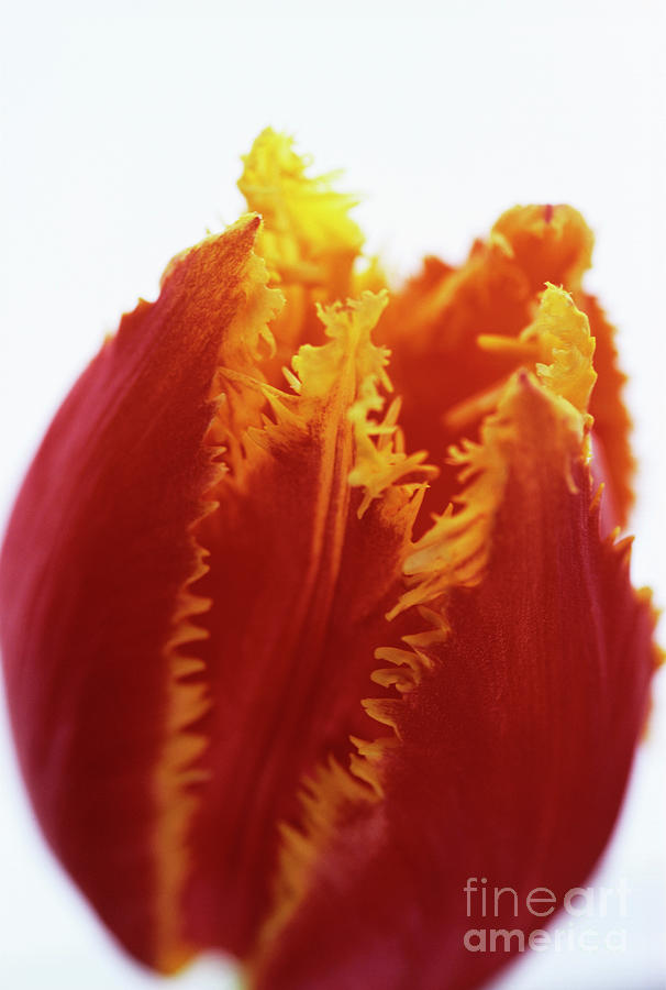 Parrot Tulip Flower Photograph by Catherine Lewis/science Photo Library