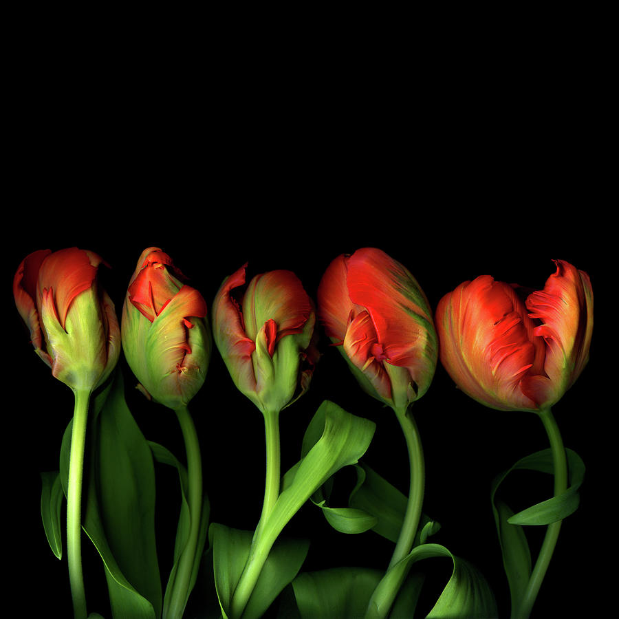 Parrot Tulips Photograph by Photograph By Magda Indigo