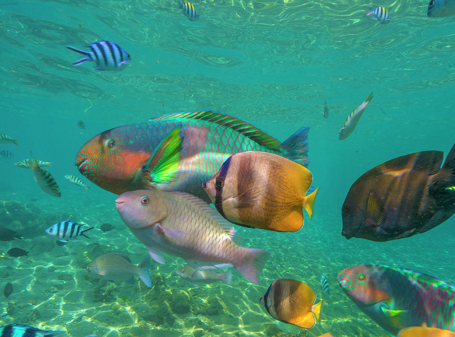Parrotfish, Butterflyfish, And Sergeant Major Damselfish, Negros Oriental, Philippines Photograph by Tim Fitzharris