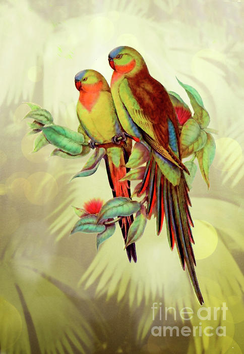 Parrots by R. Gould re-imagined Digital Art by Classic Concepts | Fine ...