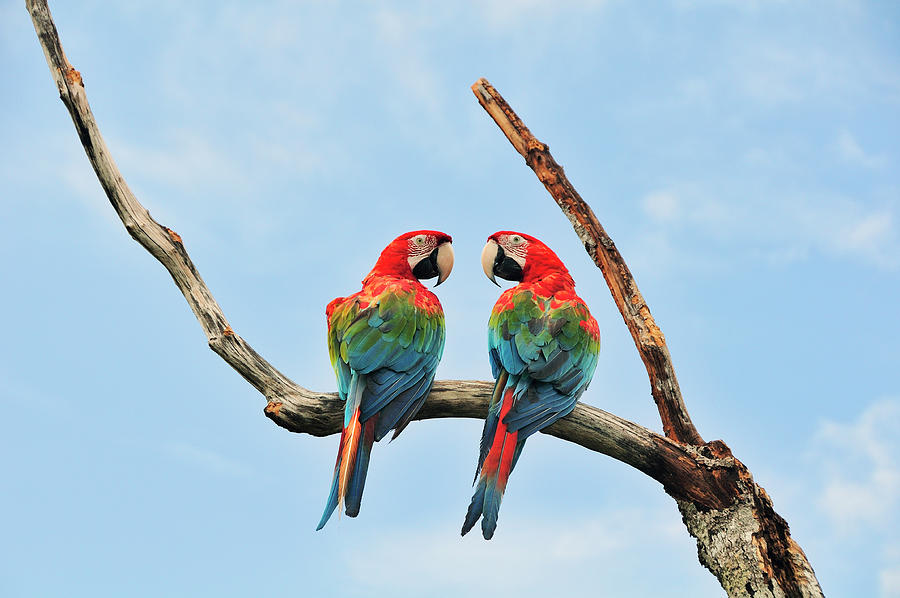 Parrots Digital Art by Heeb Photos