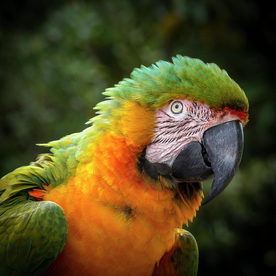 Parrott Photograph by Greg Efner | Fine Art America