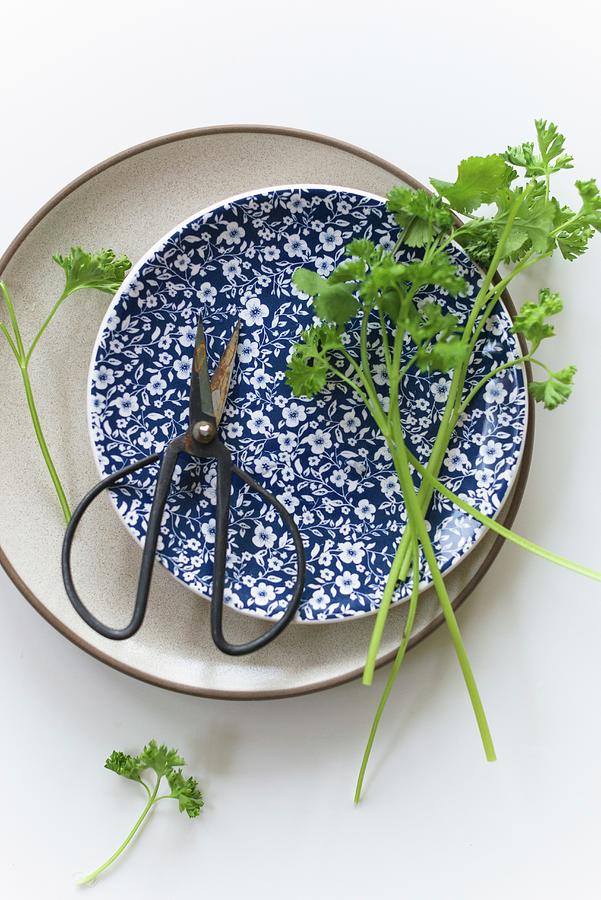 Parsley And Coriander On A Plate With Scissors Photograph by Au Petit Gout Photography Llc