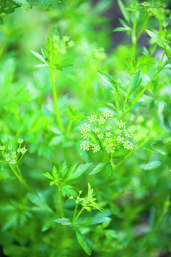 Parsley Flowering In The Garden Photograph by Gerlach, Hans