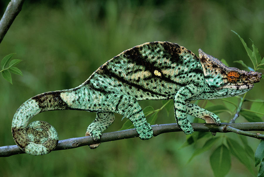 Parsons Chameleon Male Chamaeleo Photograph By Nhpa Fine Art America