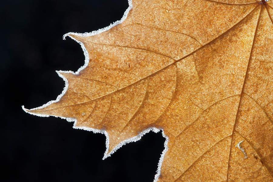 Part Of A Brown Frosted Maple Leaf With Photograph by Mint Images - David Schultz