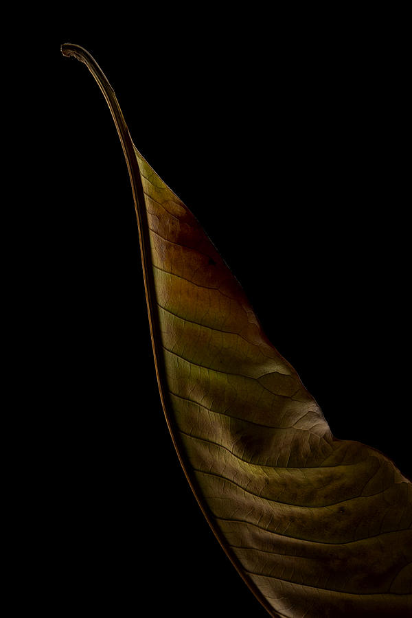 Part Of A Leaf Photograph by Lotte Grnkjr