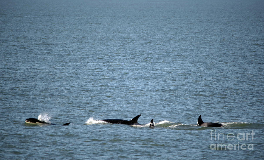 Part of an Orca pod Photograph by Jeff Swan