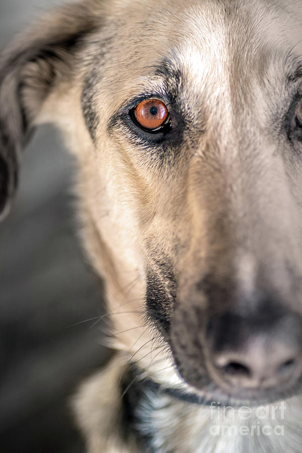Part of brown eye dog head portrait close-up Photograph by Gregory DUBUS