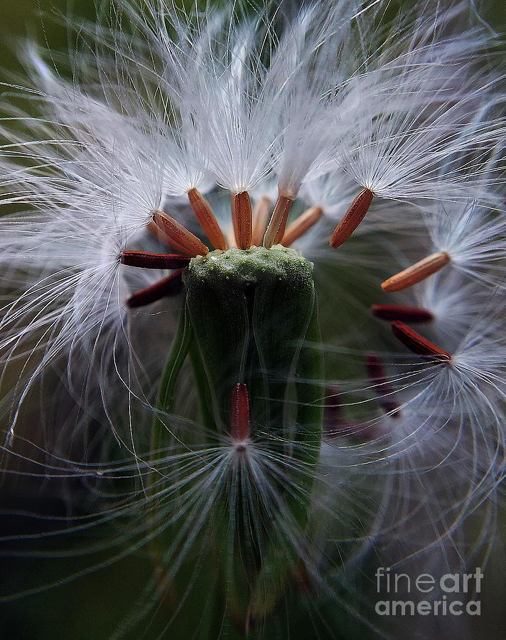 Nature Photograph - Part Of The Dandelion Flower by Saefull Regina