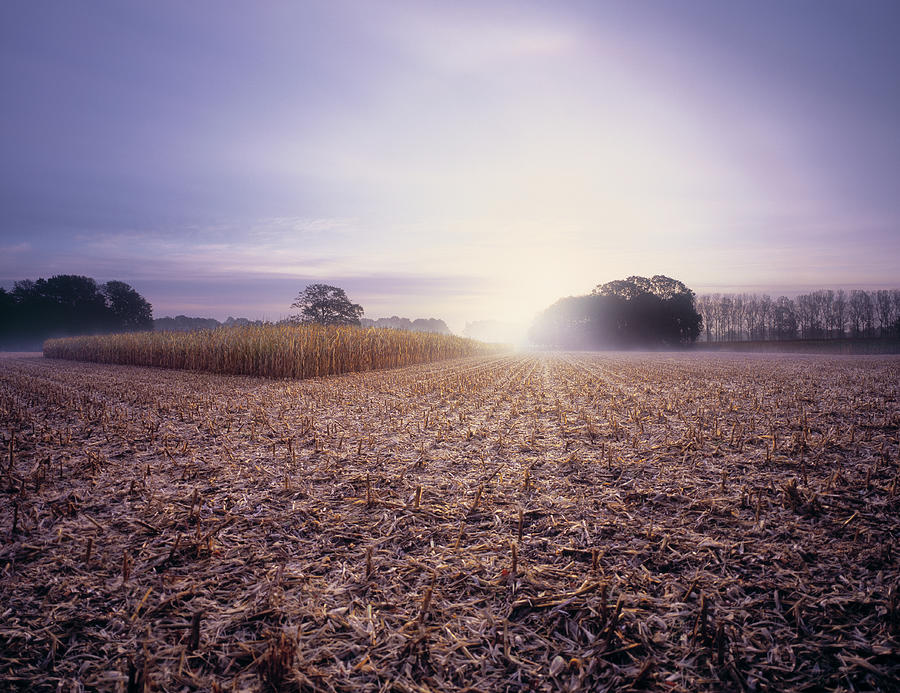 Partly Harvested Corn Field At Dawn Photograph by Eschcollection