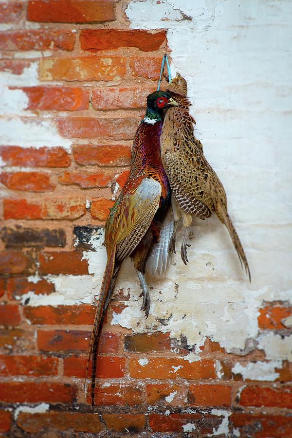 Partridge And Pheasant Photograph by Artfeeder