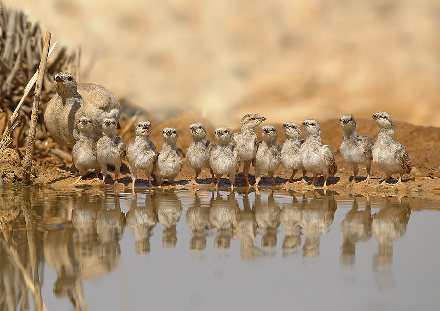 Wildlife Photograph - Partridge Family by Shlomo Waldmann
