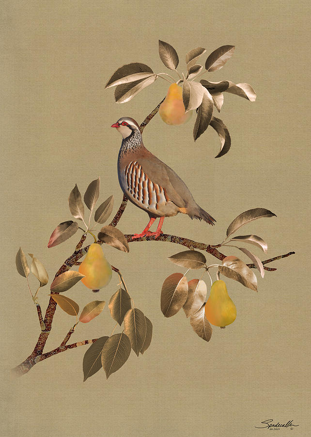 Christmas Mixed Media - Partridge In Pear Tree by M Spadecaller
