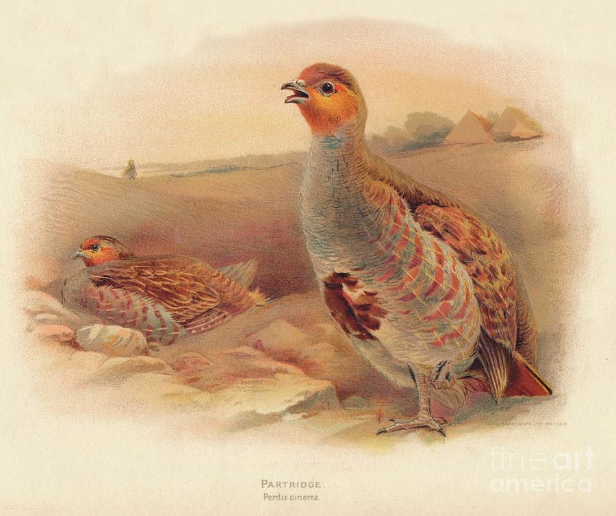 Partridge Perdix Cinerea, 1900, 1900 Drawing by Print Collector