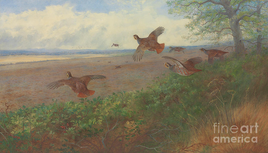 Partridges in flight, 1907 Painting by Archibald Thorburn
