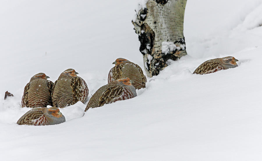 Partridges Photograph by Ronnie And Frances Howard