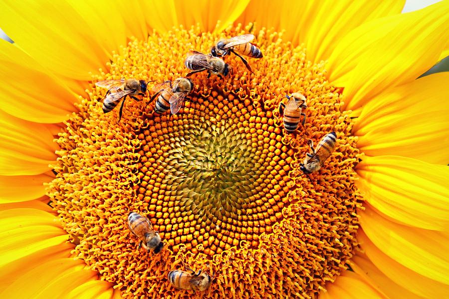 Honeybees Photograph - Party by Candice Trimble Honeybees Photograph - Party by Candice Trimble
