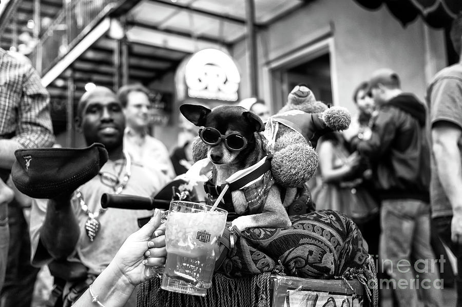 Party Dog on Bourbon Street New Orleans Photograph by John Rizzuto