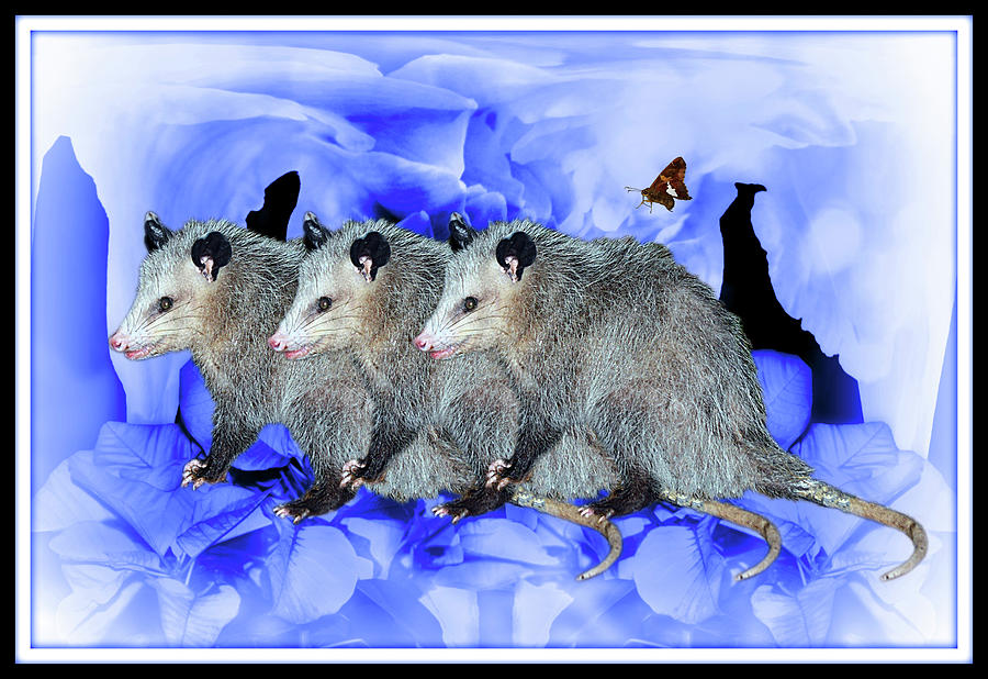 Party Of Possums  Digital Art by Constance Lowery