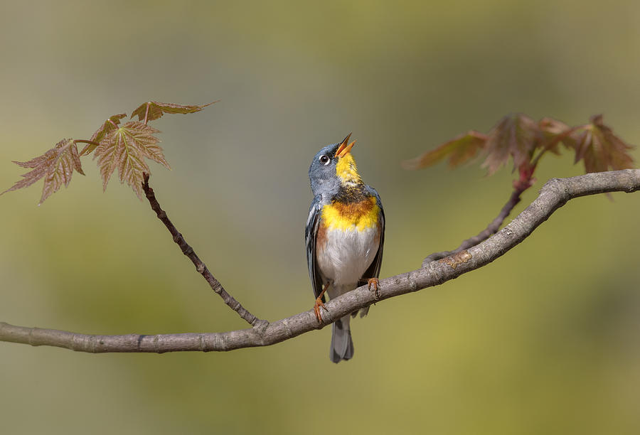 Wildlife Photograph - Parula On Stage by Greg Barsh